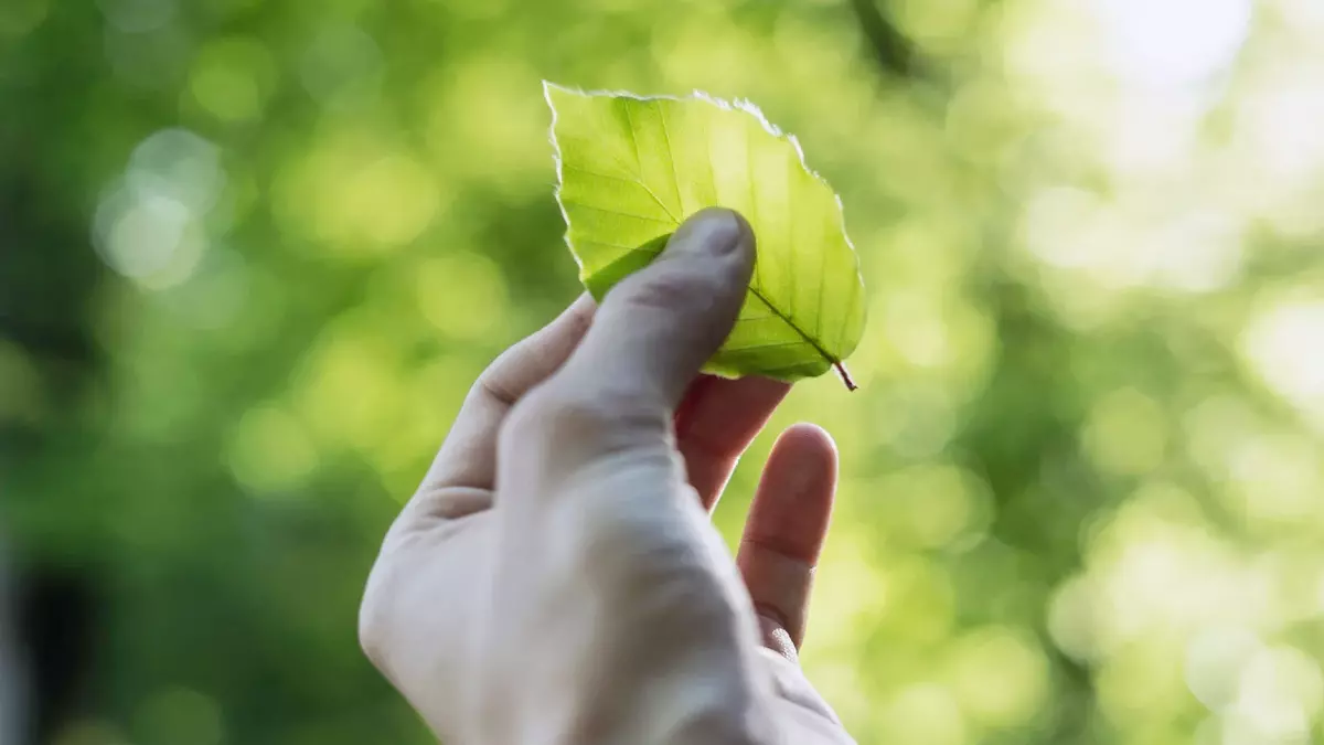5. Juni: Weltumwelttag. Foto: unsplash | Tobias Weinhold 