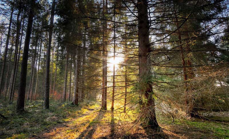 Tag des Waldes, 21. März 2022. Fichtenwald. Foto: pixabay.com | Albrecht Fietz 